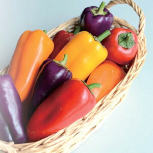 уpvS[h 100l s[} ҁ[܂ z@yێ   ^lzyʏ5{ 5̂̓|Cg10{ΏۊOi|Cg3{Œ菤iz