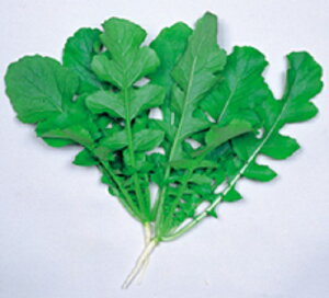 t(͂) 2dll 卪 _CR yێ   ^lzyʏ5{ 5̂̓|Cg10{ΏۊOi|Cg3{Œ菤iz