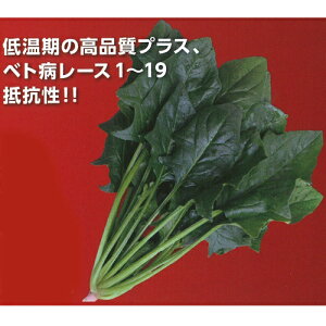 J[jo 1L @@ zE\E ق񂻂 z yێ   ^lzyʏ5{ 5̂̓|Cg10{ΏۊOi|Cg3{Œ菤iz