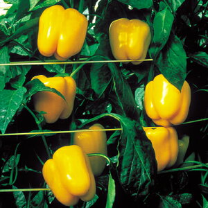 S[hLO 500 s[} ҁ[܂ F1 ̎ y̎   ^l zyʏ5{ 5̂̓|Cg10{z