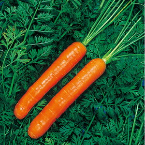 ECi[Lbg 20ml jW ɂ񂶂 lQ F1 ̎ y̎   ^l zyʏ5{ 5̂̓|Cg10{z