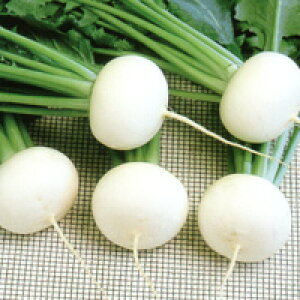 ͂ij 2dl  Ju  F1 ̎ y̎   ^l zyʏ5{ 5̂̓|Cg10{z