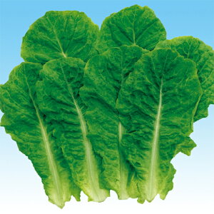 Jr[O[iėpj 20ml ^X ̎ y̎   ^l zyʏ5{ 5̂̓|Cg10{z