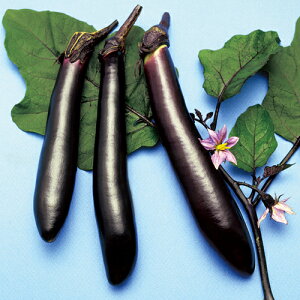 ǔ֎q 2000 iX Ȃ ֎q y̎   ^l zyʏ5{ 5̂̓|Cg10{z