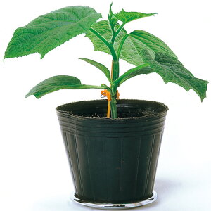 ̗1 350  _CM  y̎   ^l zyʏ5{ 5̂̓|Cg10{z