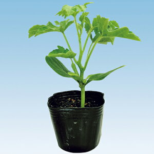 ϕagbv 400  _CM  y̎   ^l zyʏ5{ 5̂̓|Cg10{z