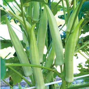 zCg 2dl IN  y̎   ^l zyʏ5{ 5̂̓|Cg10{z