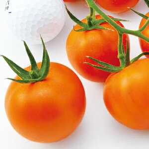 TY~fBIWg}g 1000 g}g Ƃ܂ ׉ F1 ̎ y̎   ^l zyʏ5{ 5̂̓|Cg10{z