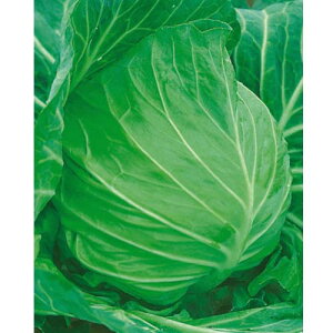 gK|EV L_lFC 2500 Lxc mEz y{_ю   ^l zyʏ5{ 5̂̓|Cg10{z