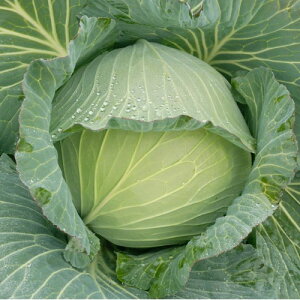 ~y L_lFC 2500 Lxc mEz y{_ю   ^l zyʏ5{ 5̂̓|Cg10{z