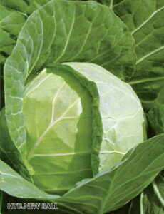 �j���[�{�[�� �L�_�lFC 2500�� �L���x�c �m�E������z �y���{�_�ю� �� ���� �^�l �z�y�ʏ�5�{ 5�̂����̓|�C���g10�{�z