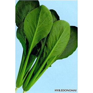 ]˂̕ L_lFC 1L  R}ci ܂ mEz y{_ю   ^l zyʏ5{ 5̂̓|Cg10{z