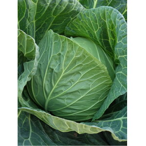 Ȃ 2500 Lxc mEz y{_ю   ^l zyʏ5{ 5̂̓|Cg10{z