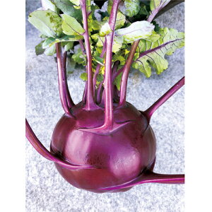 }Cbh(R[r) 2500 Lxcy̎   ^l zyʏ5{ 5̂̓|Cg10{z