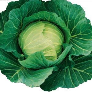 GH 20ml Lxcy̎   ^l zyʏ5{ 5̂̓|Cg10{z