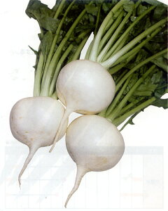 勾啓 20ml  Ju  Rzz yRzc   ^l zyʏ5{ 5̂̓|Cg10{z