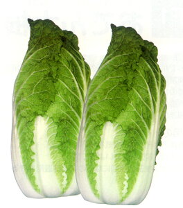 ~jEcn P 20ml  nNTC ͂ Rzz yRzc   ^l zyʏ5{ 5̂̓|Cg10{z