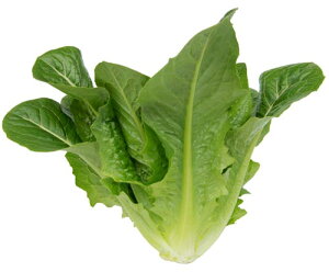 Rz琬 RX^X I[vn[g LR[g1000 ^XyRzc   ^l zyʏ5{ 5̂̓|Cg10{z