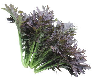 Rz琬 ؗtԂ炵  pvp lR[g1000 炵 JVi 炵ȁyRzc   ^l zyʏ5{ 5̂̓|Cg10{z