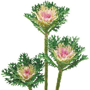 tOEF1tFU[ zCg 1000  ^l y^LC   ^lzyʏ5{ 5̂̓|Cg10{z