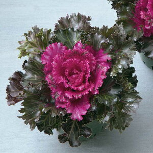 F1NX^ bh 1000 tO  ^l y^LC   ^lzyʏ5{ 5̂̓|Cg10{z