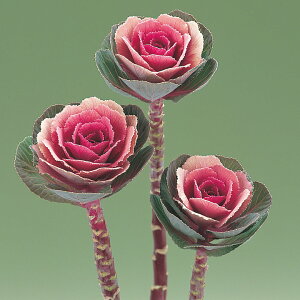 F1EC^[`F[ 1000 tO  ^l y^LC   ^lzyʏ5{ 5̂̓|Cg10{z