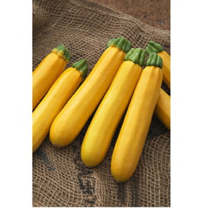 I[EX 500 YbL[j y^LC   ^lzyʏ5{ 5̂̓|Cg10{z