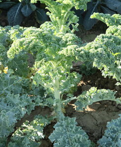 P[ J[mP[CG 1000(LR[g) OXgC^A _Cz ygL^   ^lzyʏ5{ 5̂̓|Cg10{z