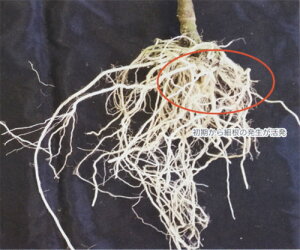 ؗpLfB503 100 g}g Ƃ܂ ׉ _Cz ygL^   ^lzyʏ5{ 5̂̓|Cg10{z