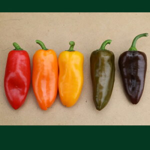 Ղs[v 80I[u 100 s[} ҁ[܂ _Cz ygL^   ^lzyʏ5{ 5̂̓|Cg10{z