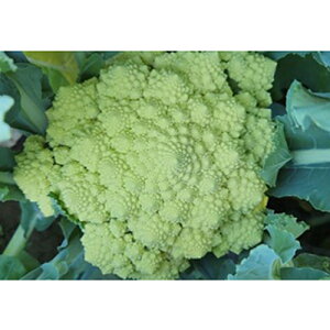 KI[}lXREC^A] 200 OXgC^A gL^z ygL^   ^lzyʏ5{ 5̂̓|Cg10{z