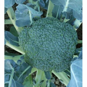 �x��(TRI-9056)�@�R�[�g5000�� �u���b�R���[ �_�C����z �y�g�L�^ �� ���� �^�l�z�y�ʏ�5�{ 5�̂����̓|�C���g10�{�z