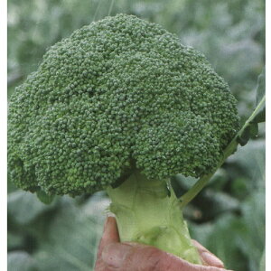 �E�� �R�[�g5000�� �u���b�R���[ �_�C����z �y�g�L�^ �� ���� �^�l�z�y�ʏ�5�{ 5�̂����̓|�C���g10�{�z