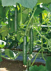 Ă悤 350 ӉZ LE イĂ悤 350 Ƃz yƂ팤   ^lzyʏ5{ 5̂̓|Cg10{z