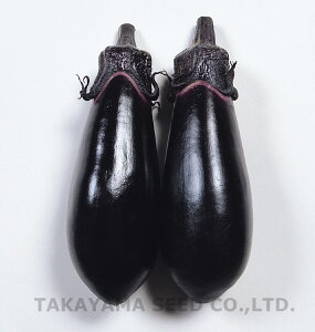 紫光 20ml ナス なす 茄子【タカヤマシード 種 たね タネ 】【通常5倍 5のつく日はポイント10倍】
