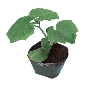 ӉZp ͐Va 350  _CM ynӍ̎   ^l zyʏ5{ 5̂̓|Cg10{z