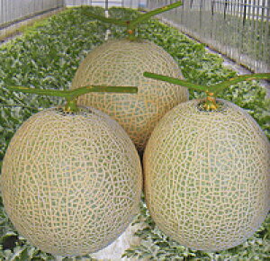 A[XEBH~n 100 ߂  rZya_   ^lzyʏ5{ 5̂̓|Cg10{z