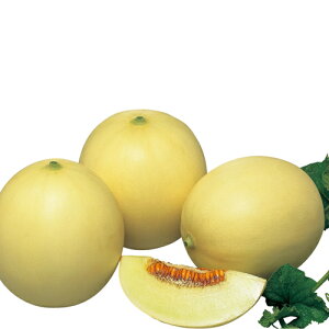 VK[{[ 100 ߂  rZya_   ^lzyʏ5{ 5̂̓|Cg10{z