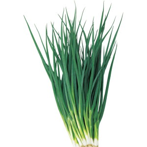 一光 1dl 葱 ネギ ねぎ【大和農園 種 たね タネ】【通常5倍 5のつく日はポイント10倍】