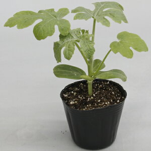 HD-18 200 ya_   ^l zyʏ5{ 5̂̓|Cg10{z