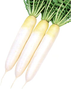 ~ ybgR[g5痱PC 卪 _CR  c yc   ^l zyʏ5{ 5̂̓|Cg10{ΏۊOi|Cg3{Œ菤iz