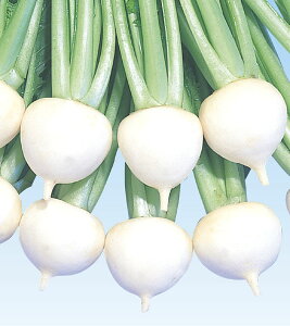 ʖ 2dl  Ju  z lA ylA   ^l zyʏ5{ 5̂̓|Cg10{z