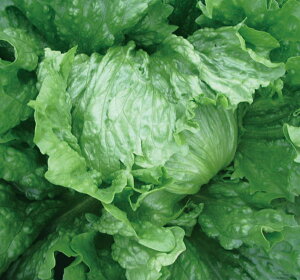 iUC-024j LR[g5痱 ^X EGL琬 lA ylA   ^l zyʏ5{ 5̂̓|Cg10{z