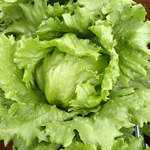 X^[iUC-047j LR[g5痱 ^X EGL琬 lA ylA   ^l zyʏ5{ 5̂̓|Cg10{z