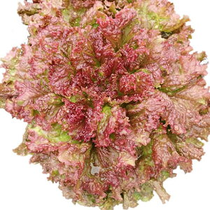 LA[WiUC-052j LR[g5痱 ^X EGL琬 lA ylA   ^l zyʏ5{ 5̂̓|Cg10{z