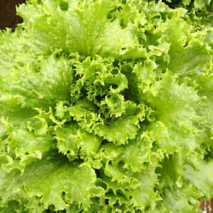 VtHO[iUC-049j LR[g5痱 ^X EGL琬 lA ylA   ^l zyʏ5{ 5̂̓|Cg10{z