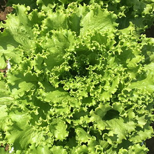 O[}iUC-054j LR[g5痱 ^X EGL琬 lA ylA   ^l zyʏ5{ 5̂̓|Cg10{z