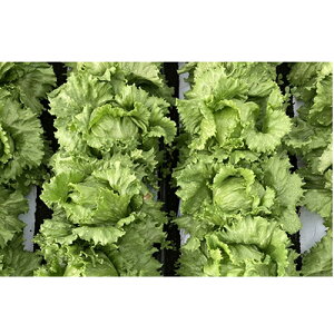 UC-101 LR[g5000 ^X EGL琬 lA ylA   ^l zyʏ5{ 5̂̓|Cg10{z