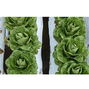 UC-401 LR[g5000 ^X EGL琬 lA ylA   ^l zyʏ5{ 5̂̓|Cg10{z