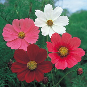 y|Cg5{ 5̂10{ziϗpRXX(ZZ[V) 1l RXX y̎   ^lz